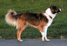 a brown and white dog standing on the side of a road next to green grass