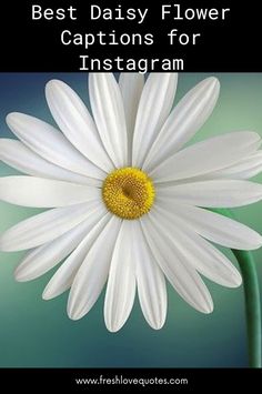 a white flower with the words best daisy flower captions for instagram on it