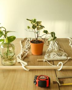 there is a potted plant on the table next to a pair of scissors and a tape measure