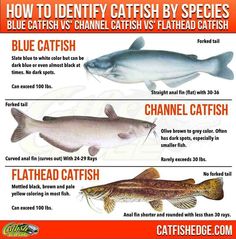 the different types of fish are shown in this poster, which includes information on how to catch