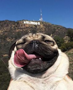 a pug sticking its tongue out in front of a hollywood sign