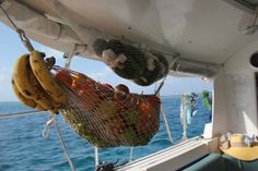 bananas hanging from the side of a boat