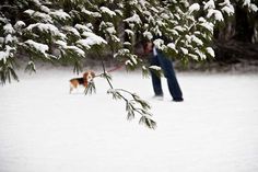 a person walking a dog in the snow with a tree branch on their side and a man standing next to it