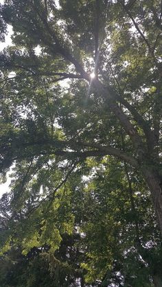 the sun shines through the canopy of a tree