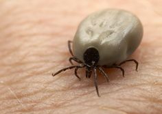 a tick that is sitting on the arm of someone's hand, with caption about it