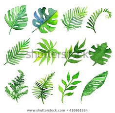 watercolor green leaves and plants on white background stock photo © shutterstocker com