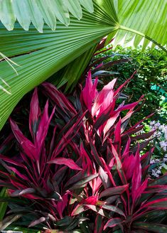 red and purple plants in the middle of green leaves