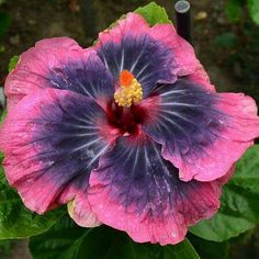 a pink and purple flower with green leaves