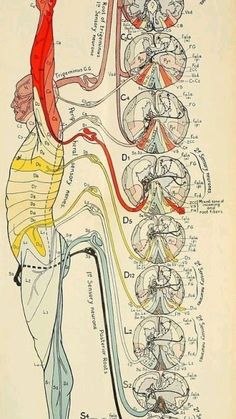 Human Body Anatomy, The Nervous System, Medical Knowledge, Anatomy And Physiology