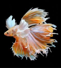 an orange and white fish on a black background