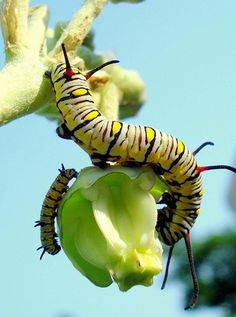 the caterpillars are on top of the flower