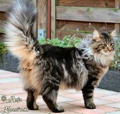 a fluffy cat standing on top of a brick walkway