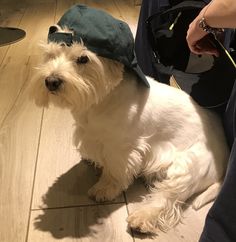 a small white dog with a hat on it's head sitting on the floor