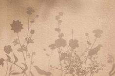 shadow of flowers and birds on a wall