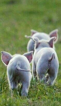 three little lambs walking in the grass with a quote on it that says, human needs to be more kind to more ends