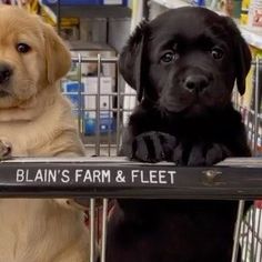 two puppies sitting in a shopping cart with the sign blain's farm and fleet