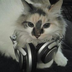 a cat with headphones on it's neck is looking up at the camera