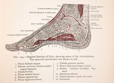 an old diagram of the foot and its structures