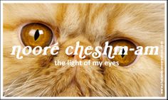 a close up of a cat's face with the words more cheesy than the light of my eyes