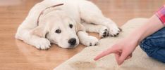 a white dog laying on top of a wooden floor next to a person's hand