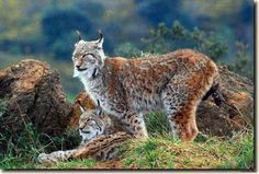 two lynxs are standing in the grass near rocks