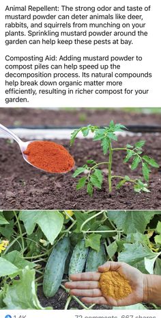 an info sheet describing how to grow cucumbers in the garden and how they use them