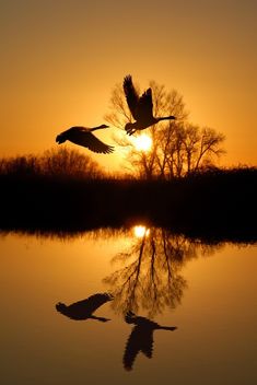 two birds flying over water at sunset with trees in the foreground and sun reflecting on the water