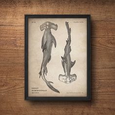 an old print of two sea animals hanging on a wooden wall in front of a black frame