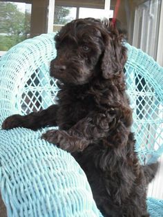 a brown dog sitting on top of a blue chair