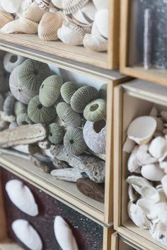 sea shells are displayed on shelves in a store