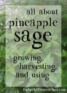 the words are all about pineapple sage growing, harvesting and using them to grow