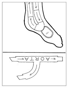 an image of the foot and ankle with arrows pointing in different directions to show how they are