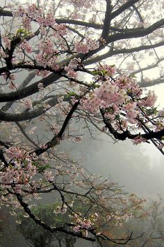 a tree with lots of pink flowers in the middle of it and foggy sky