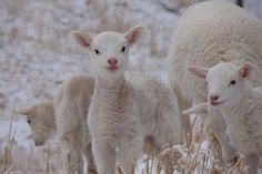 three lambs are standing in the snow with one looking at the camera while another looks on