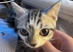 a person holding a small kitten in their hand with the cat looking at the camera