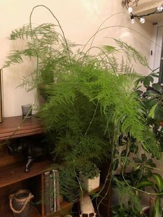 some plants and books on a shelf in a room