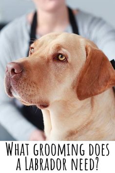 a brown dog with the words what grooming does a labrador need?