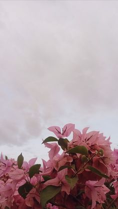 pink flowers are blooming on the side of a building in front of a cloudy sky