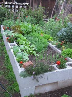 a garden filled with lots of different types of plants