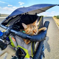 a cat sleeping in the back of a bicycle basket