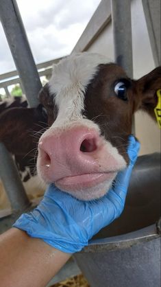 a person in blue gloves is petting a cow