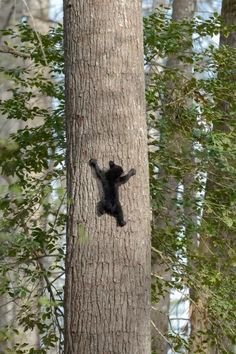 a small black bear climbing up the side of a tree in a forest with its arms stretched out