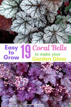 purple and green plants with the title easy to grow 19 coral bells to make your garden glow