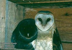 an owl sitting on top of a wooden shelf next to another owl in a barn