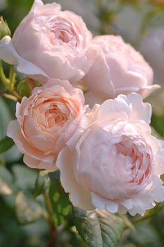 three pink roses are blooming in the garden