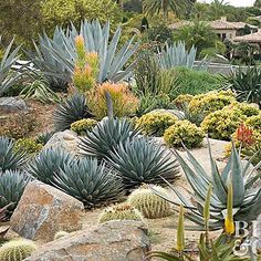 many different types of plants and rocks in a garden