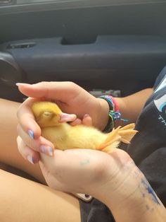 a person holding a small yellow bird in their hands