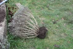 a plant that is sitting in the grass next to some dirt and plants on the ground