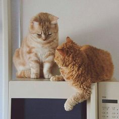 two cats sitting on top of a microwave and looking into each other's eyes