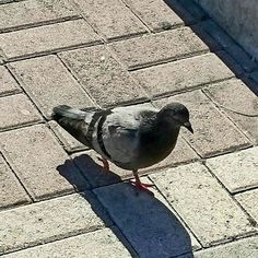 a bird is standing on the sidewalk with its shadow cast by it's tail